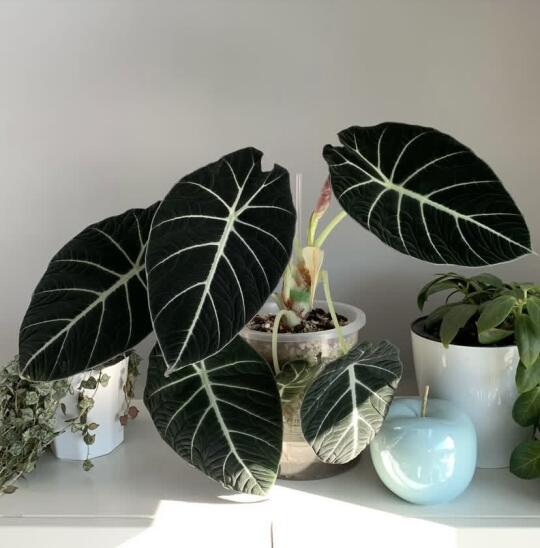 暗黑美学的黑天鹅！