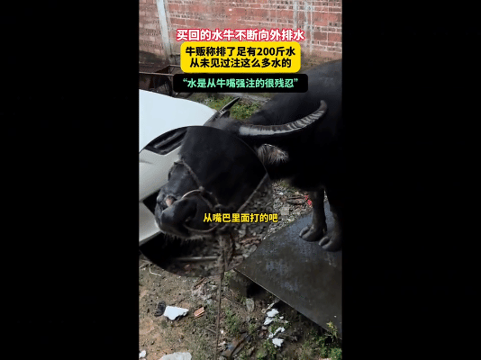 真是丧心病狂！
近日，广西钦州一男子买了一头牛，结果买回来以后，这头牛不断向外排