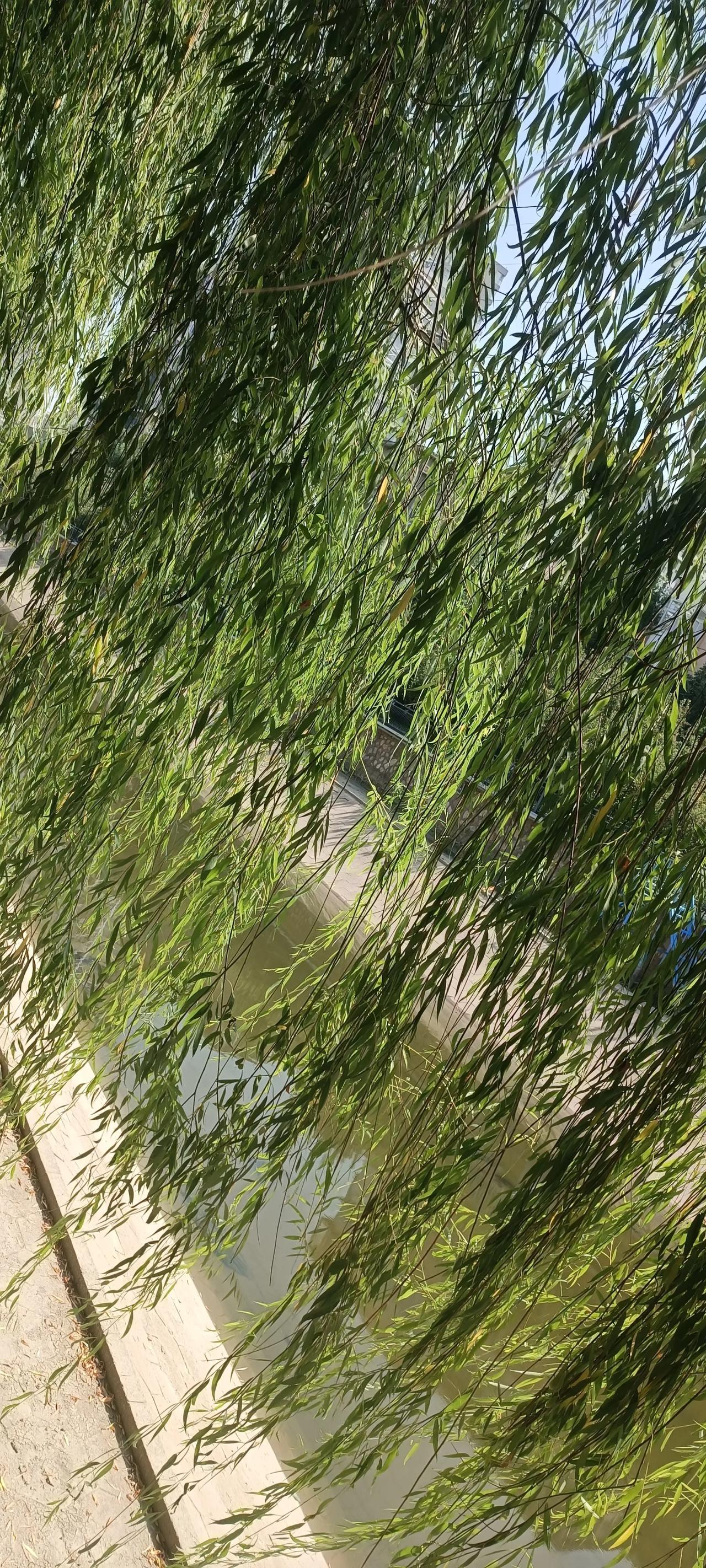 我们这里一些水库开始向下放水，我们这里的民心河也放了水，迎接汛期的到来。