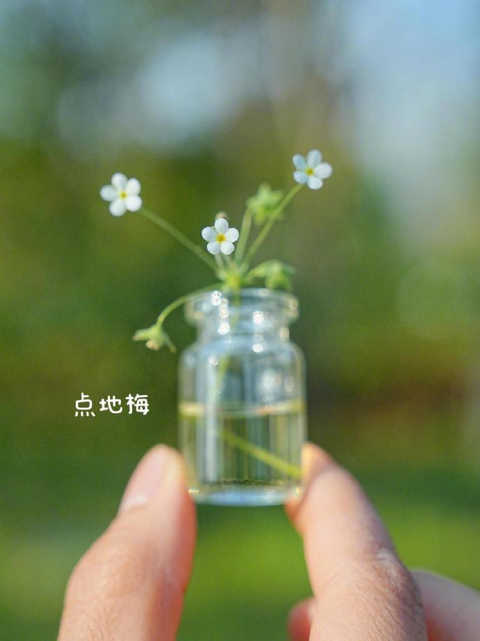 一抬头便能看见春天 