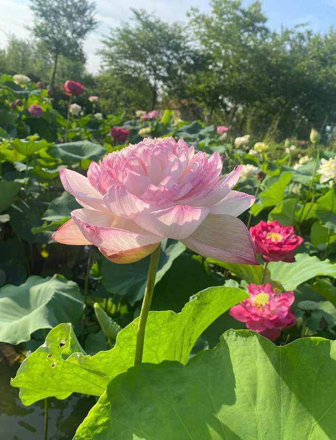 蝉鸣惊半夏 晴光映荷花。 
