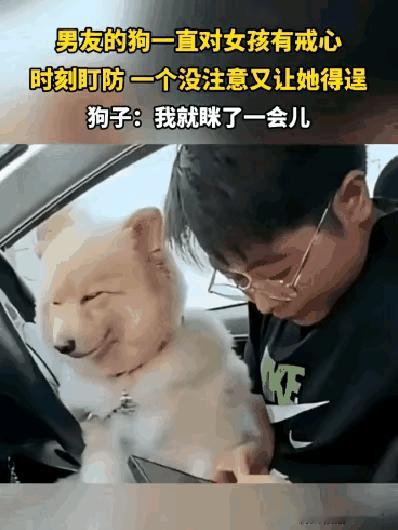 这毛孩子的表情真是太呆萌了，感觉这个毛孩子是很会模仿表情的，细看它的表情和主人看