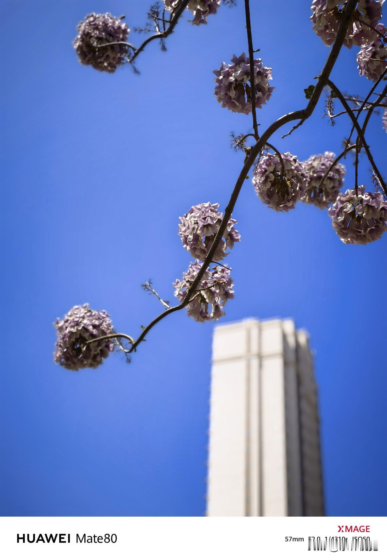 一朵鲜花盛开图泡桐花开，春满金城。淡紫轻摇，风里都是春天的温柔絮语。