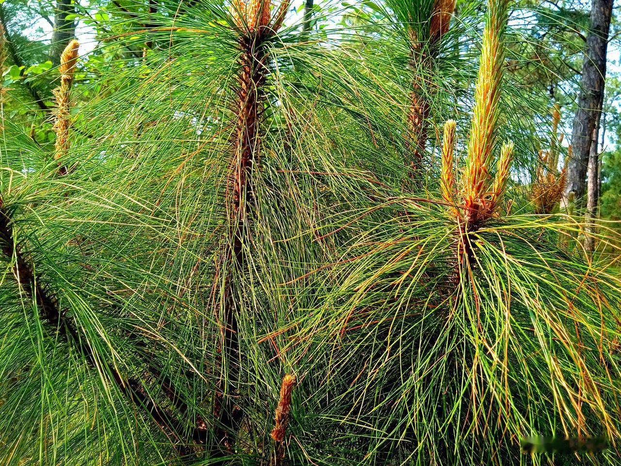 松林坡剿匪战开始了，一股土匪，流蹿到猫山角村，彝乡纳苏颇听说过来土匪，躲进了村外
