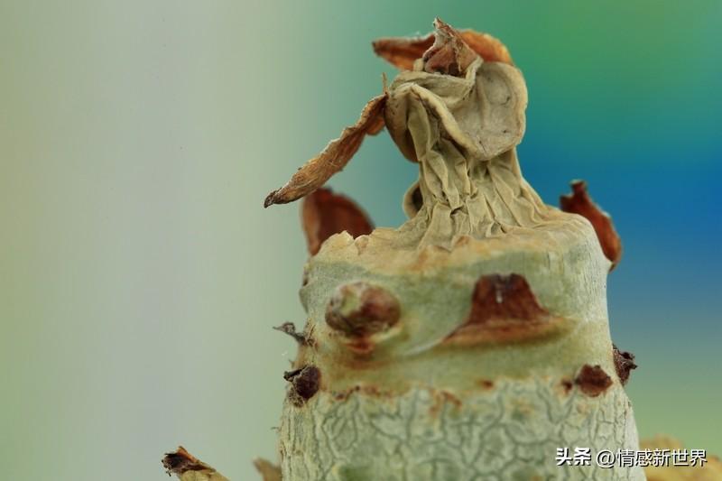 相册里的花花草草就像时光的宝藏。我相册里存着不少北京春天的花景。景山公园的牡丹国