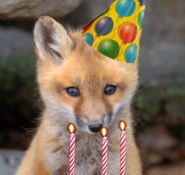 狐狸 Happy birthday to you 