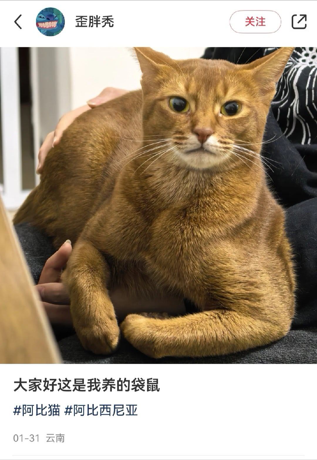 我感觉，这只阿比能一拳打死我阿比西尼亚猫