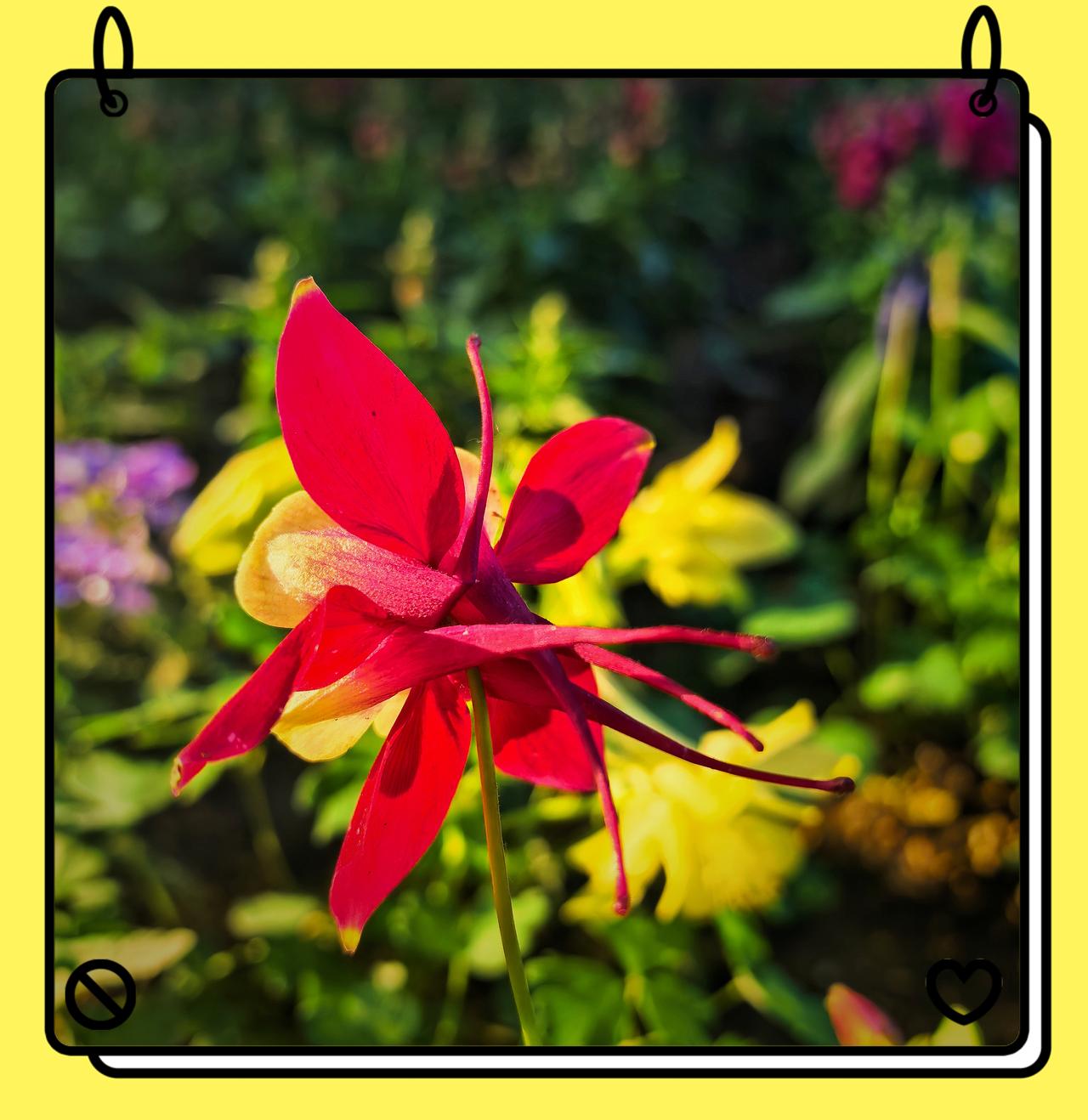 随手拍的公园花草北京景山公园猫爪花