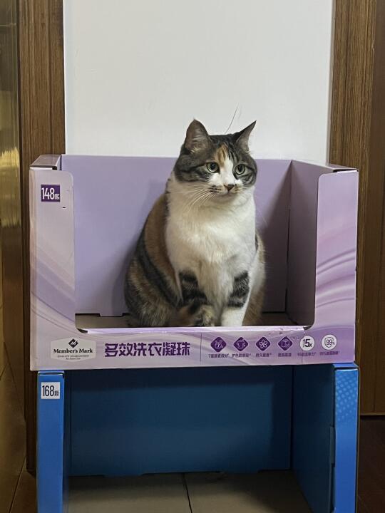 猫猫宿舍
