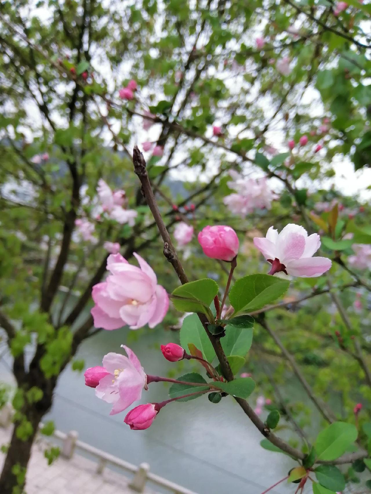 #满屏春天愿你一路繁花 
每个人都是一朵花，都会有绽放的那一刻！