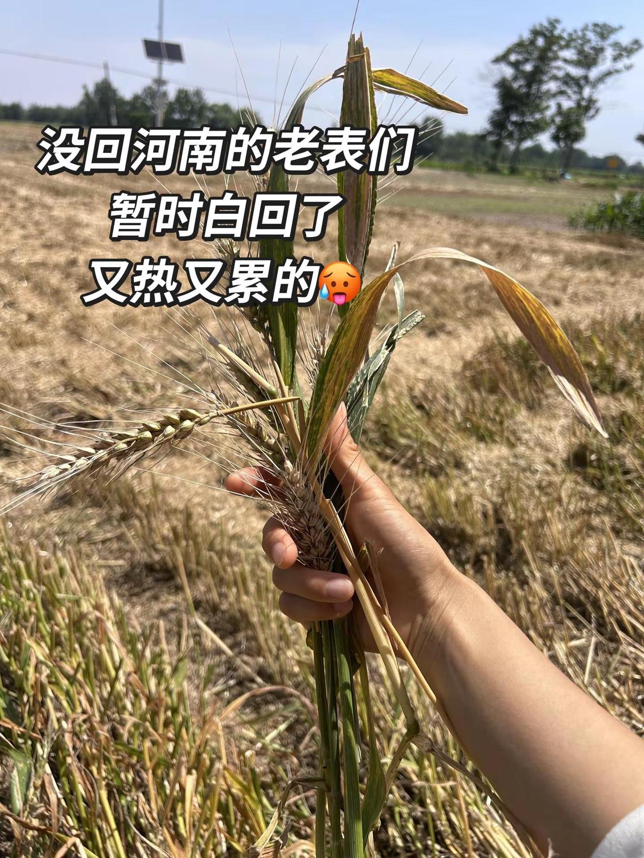 没回来河南的别回了 人以晒黑累成狗玩法合伙人计划