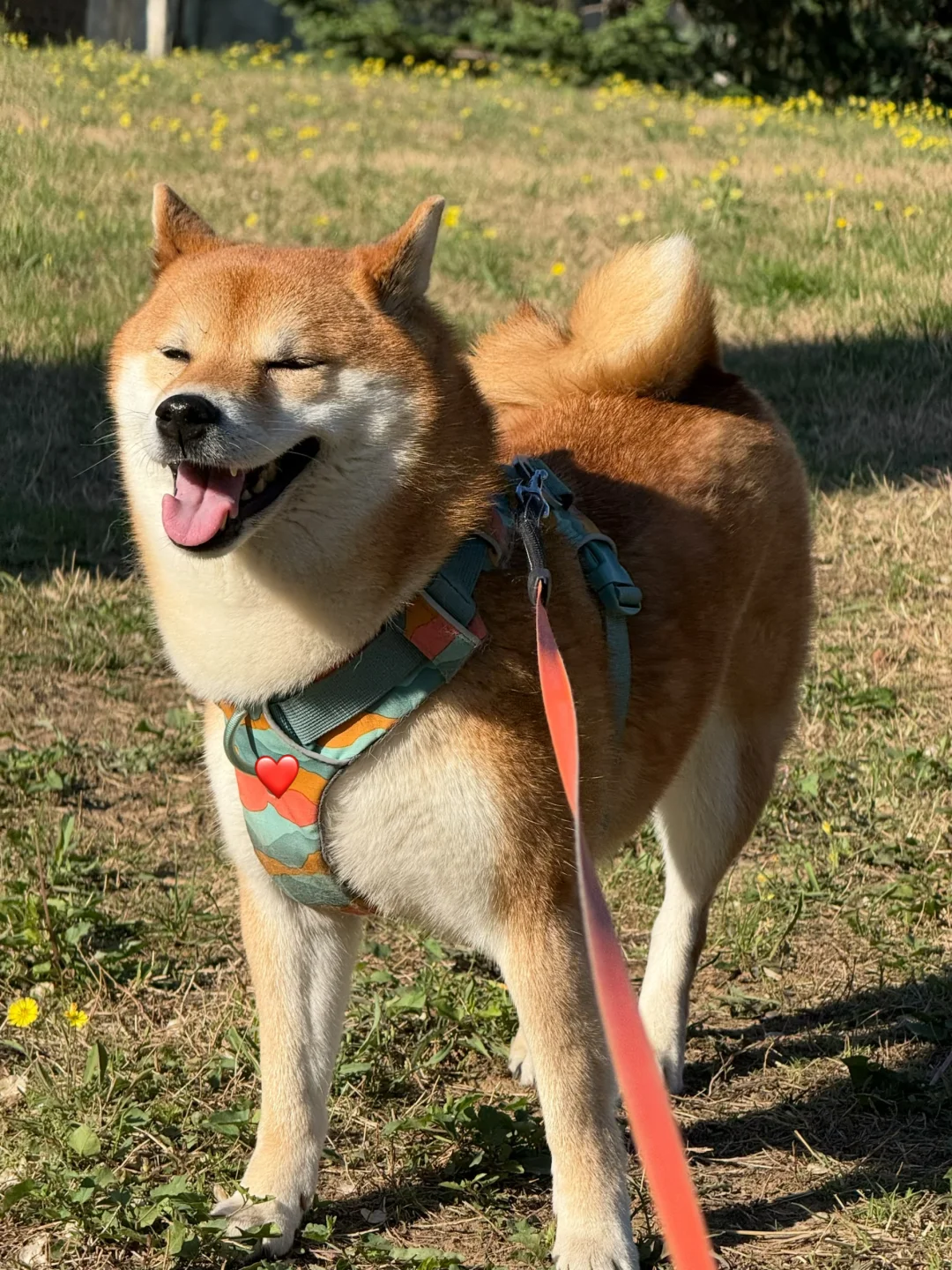 遛狗回来一定要仔细清洗小狗！定期驱虫！