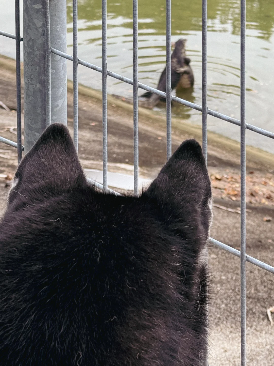 小狗不知道为什么蜥蜴们一早就在抱抱