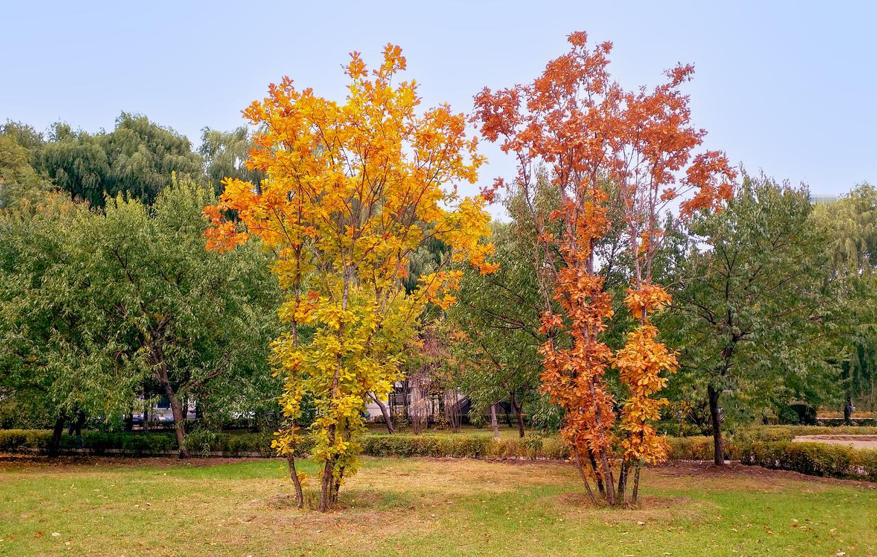 《生日的心愿》

今天是自己的生日，心中充满感恩与祝福！

感恩父母予我生命，以