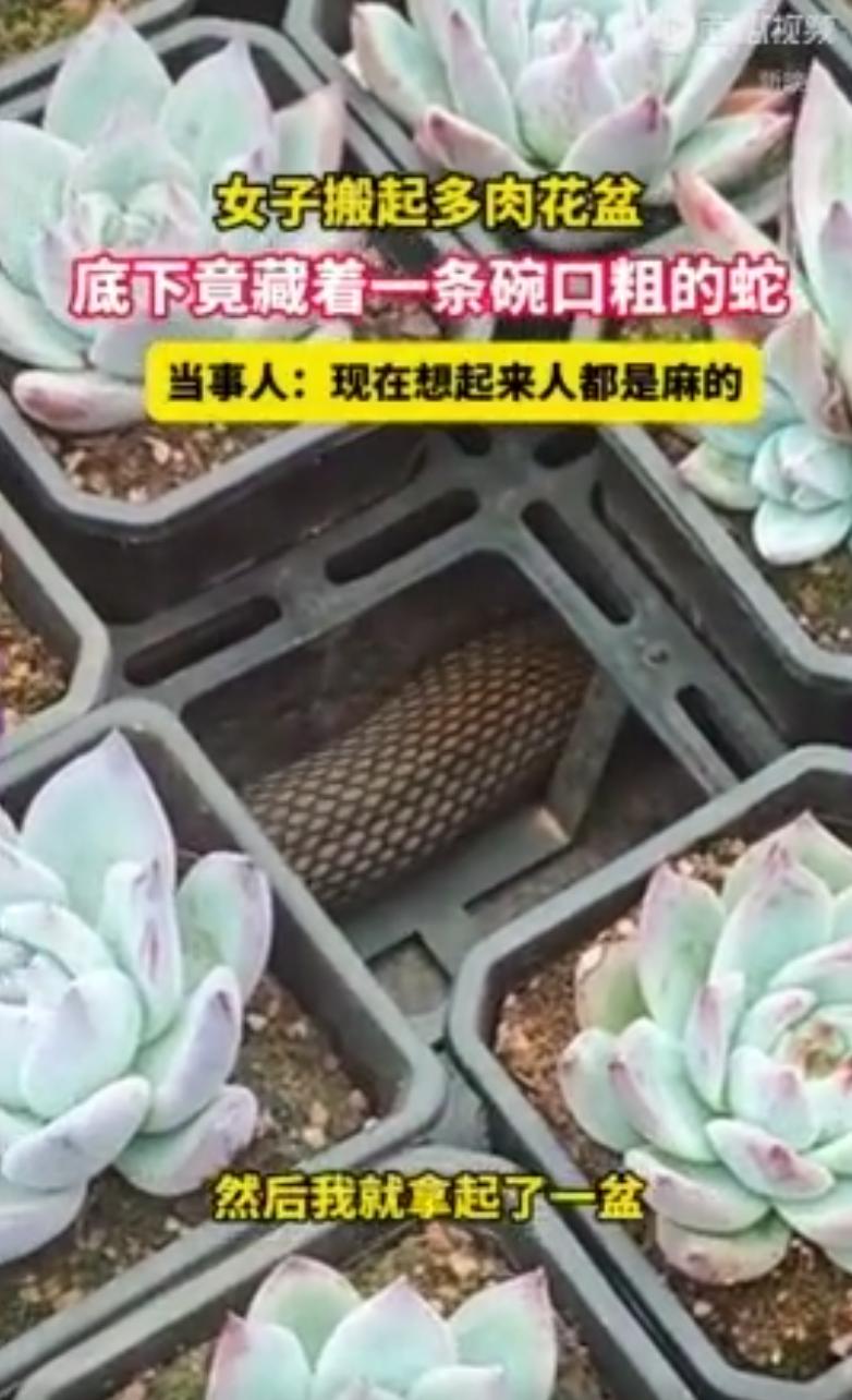 张女士住在昆明一处小区6楼，平日里最大的爱好就是养多肉，阳台大大小小摆满盆栽，有