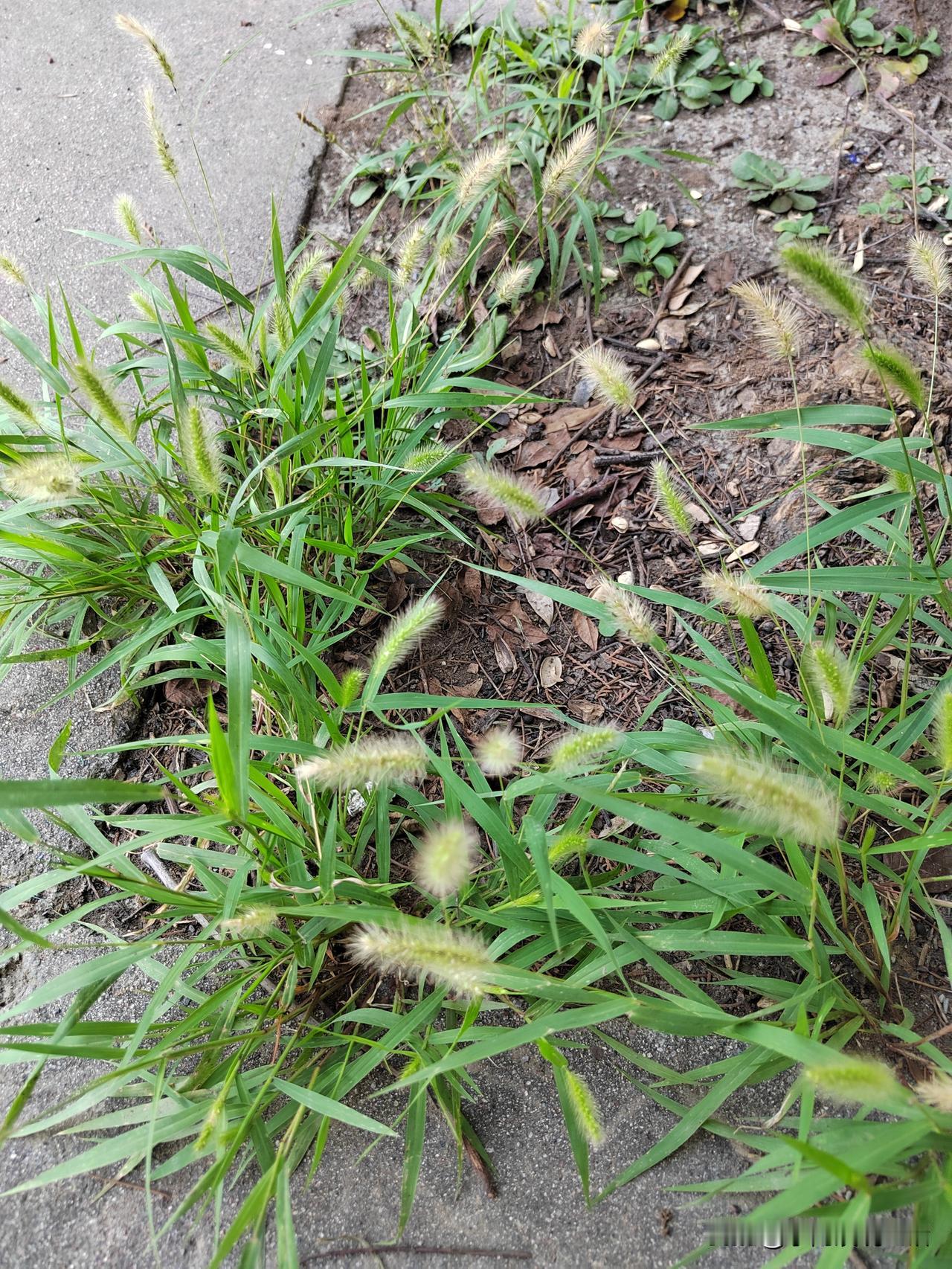 陈阿姨这辈子活的，你们说值不值？
陈阿姨15岁下放到边疆，做了支边知青。
劳动中