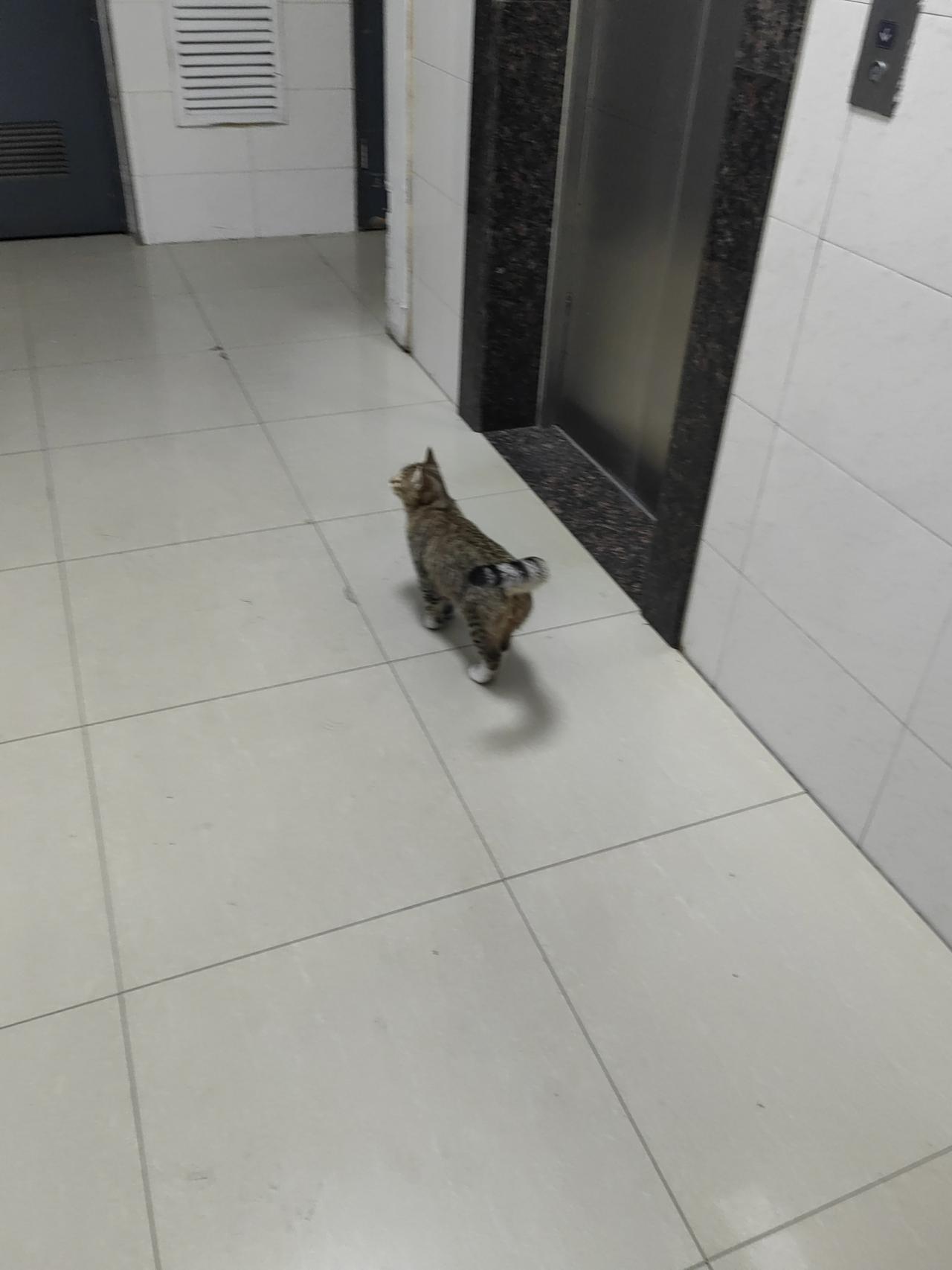 晒图笔记大赛一只野猫溜进电梯门，[偷笑]