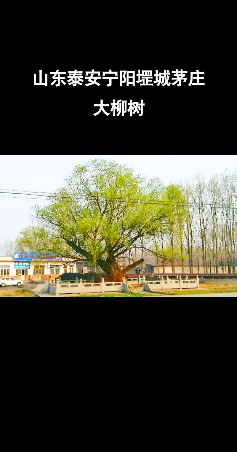#故乡#老家#山东#宁阳#岁月