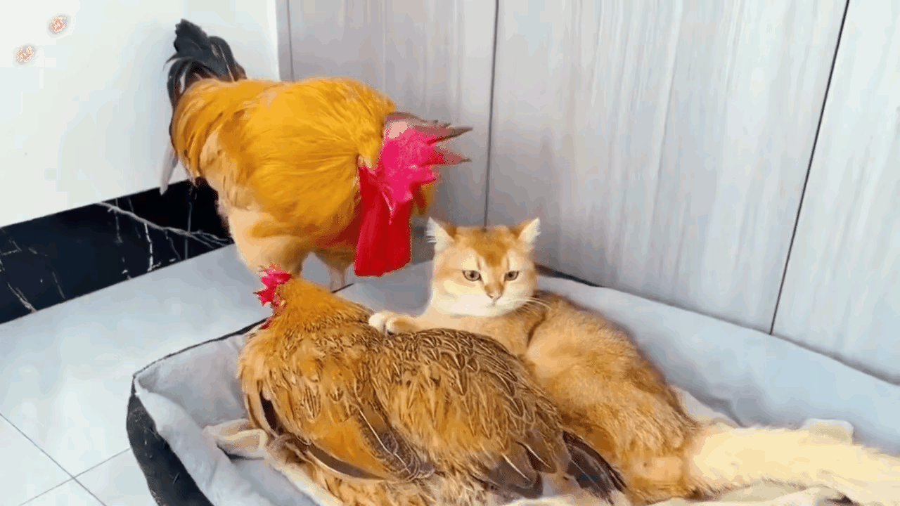 公鸡直接懵了🤯！
      心里直嘀咕：俺的爱妃咋不跟俺睡，反倒去陪小奶猫啦