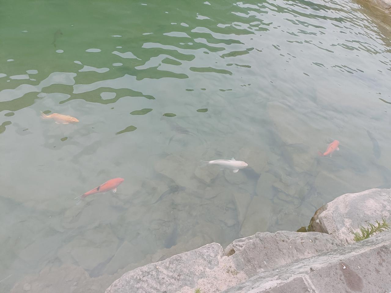 鱼儿悠闲的游