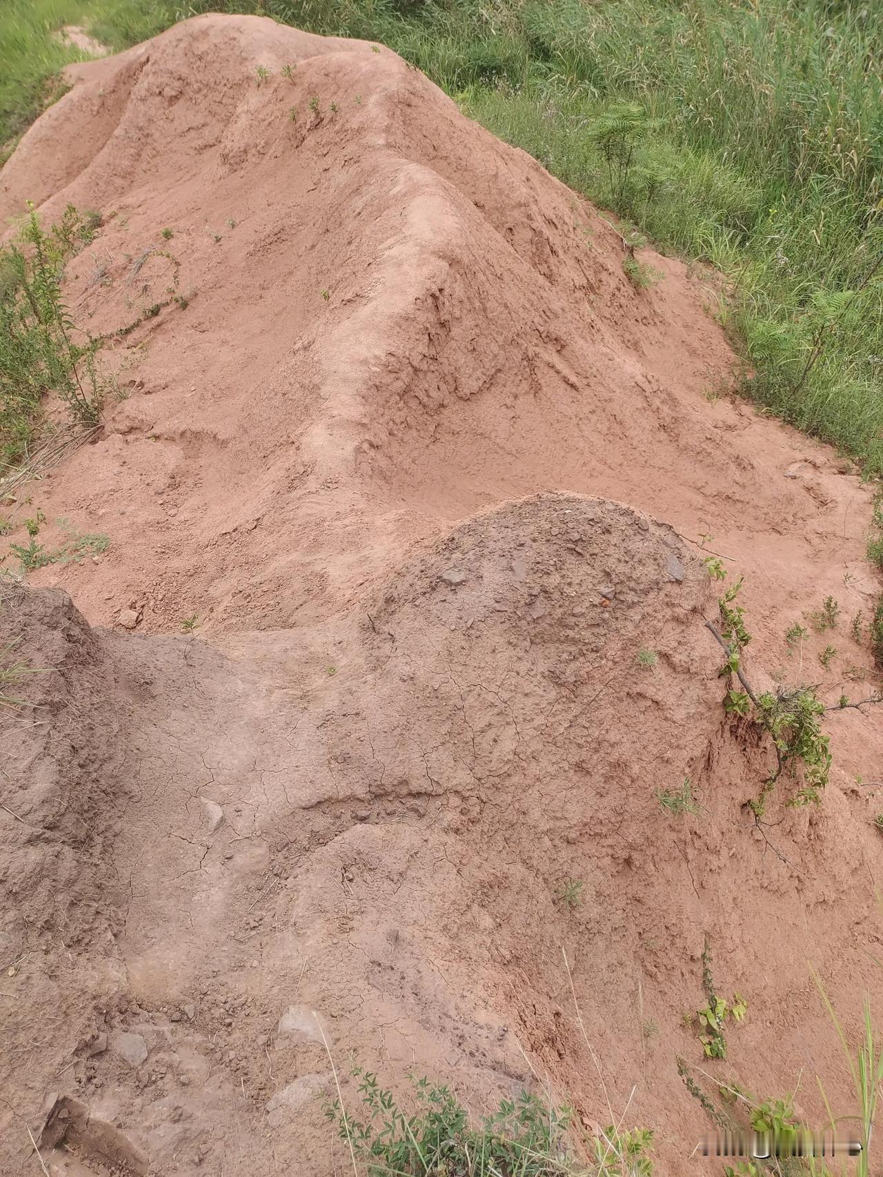 记录我的2025郯城的麦坡遗址