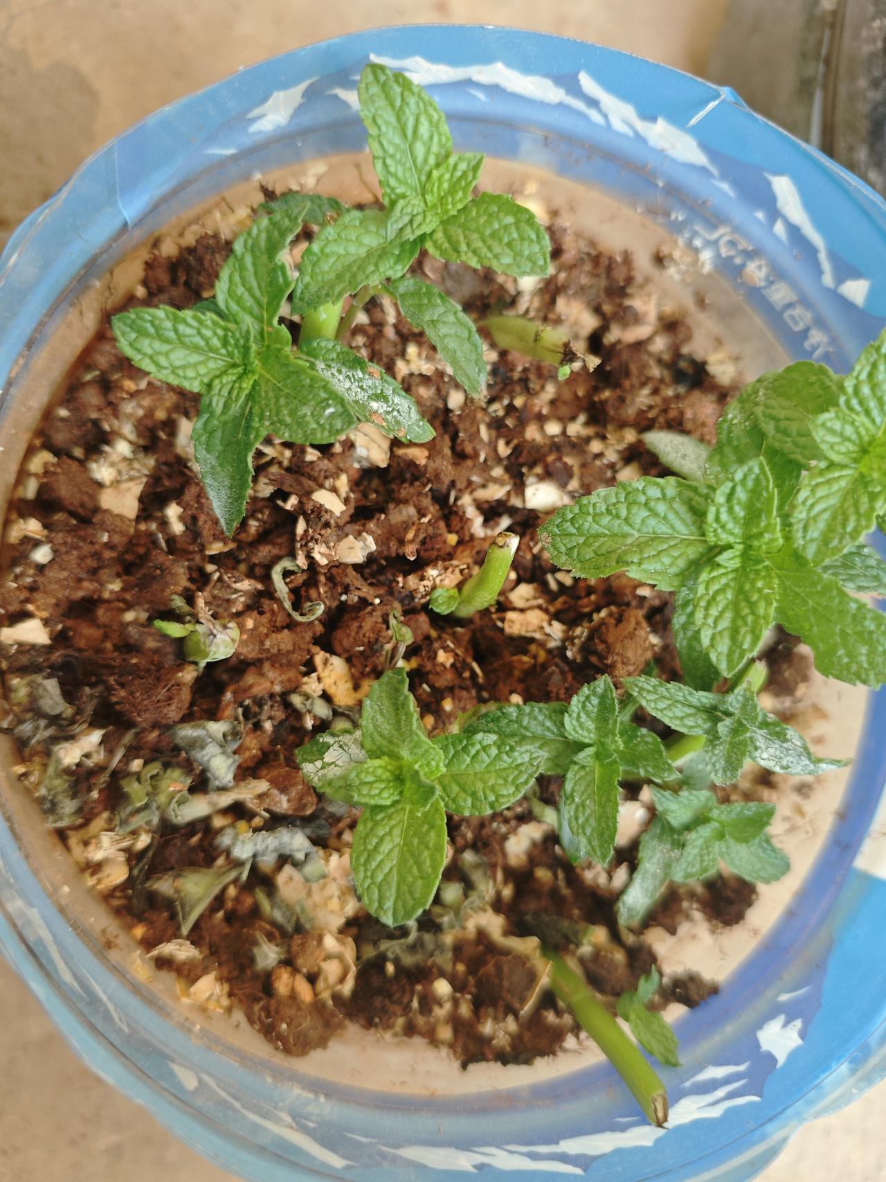 前几天种的薄荷全都种活了，希望能长得好。
薄荷还挺好种的，随便插在土里，都能发芽