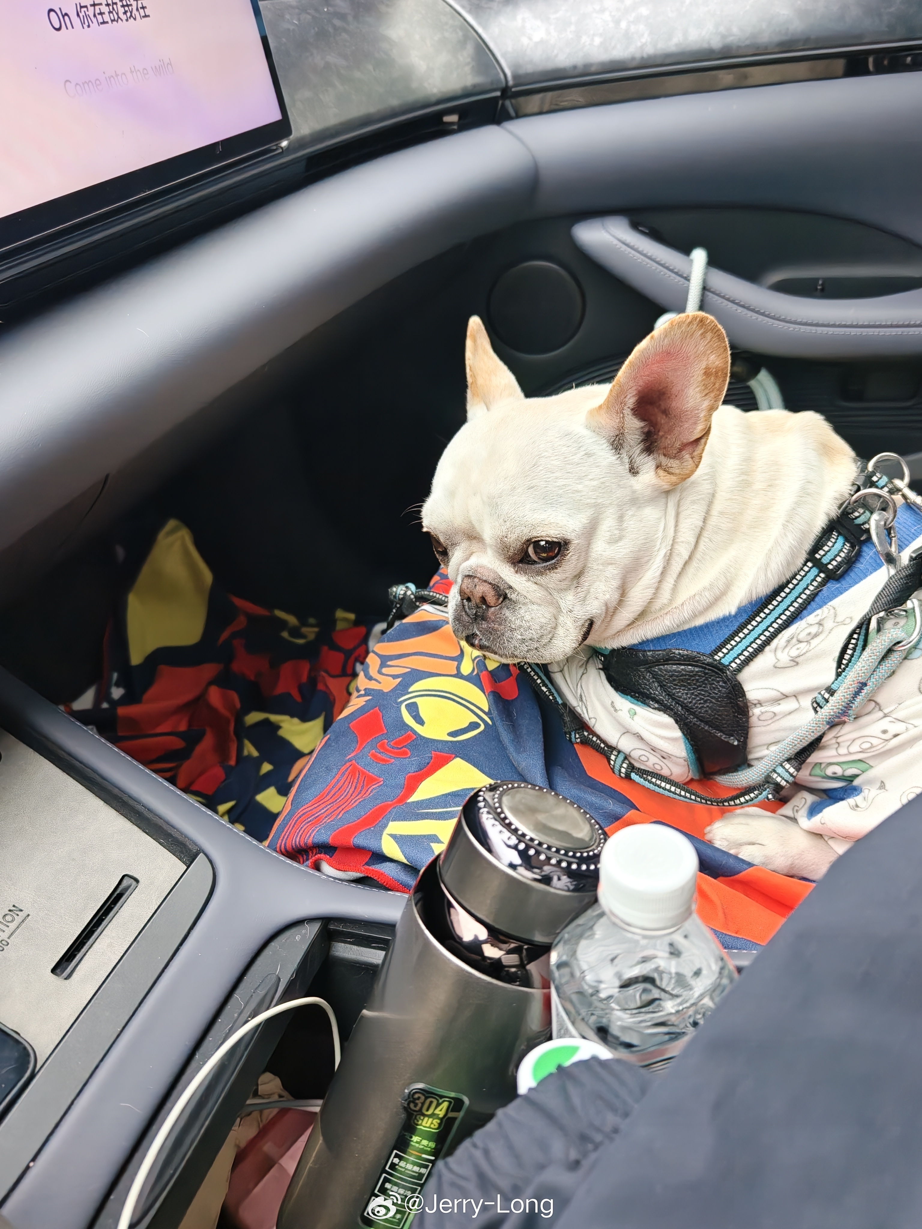 豆豆又来成都了两条链子都栓不住调皮的豆豆 成都·华阳