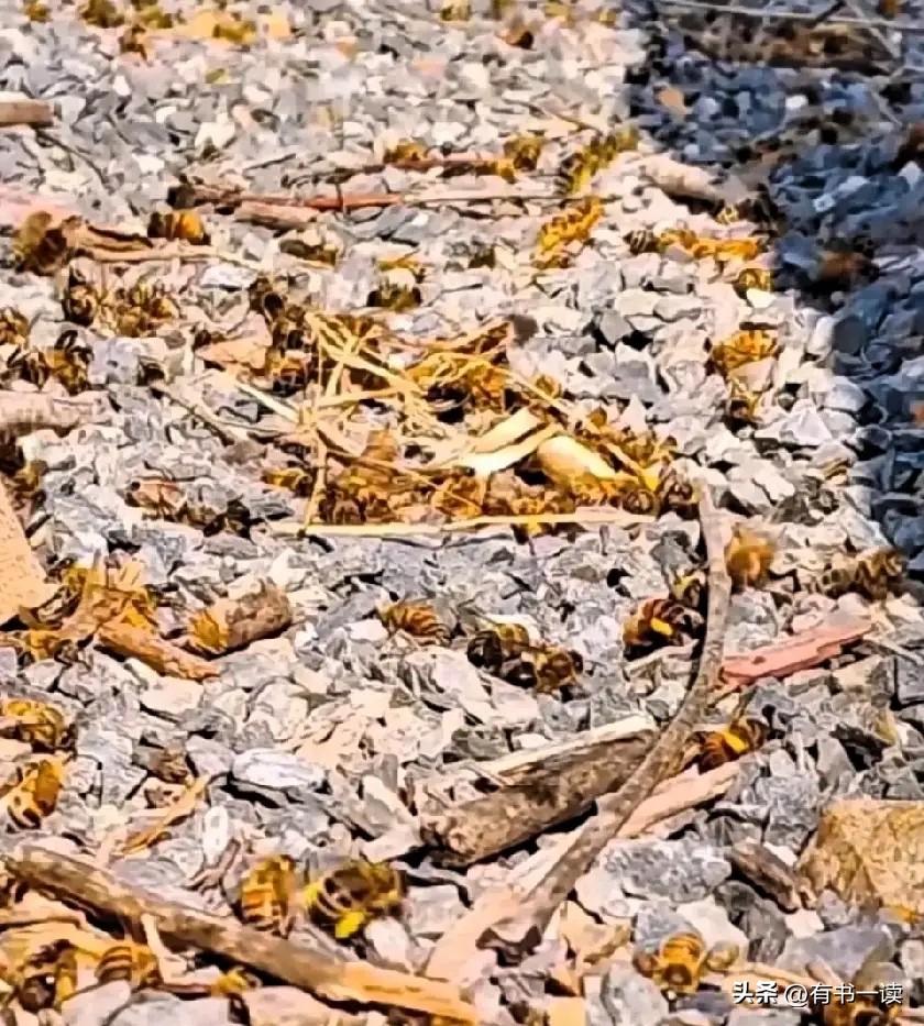 一百多箱蜜蜂一夜暴毙！无人机打药爽了，谁来为生态买单？

真是看得人心头发紧！隔