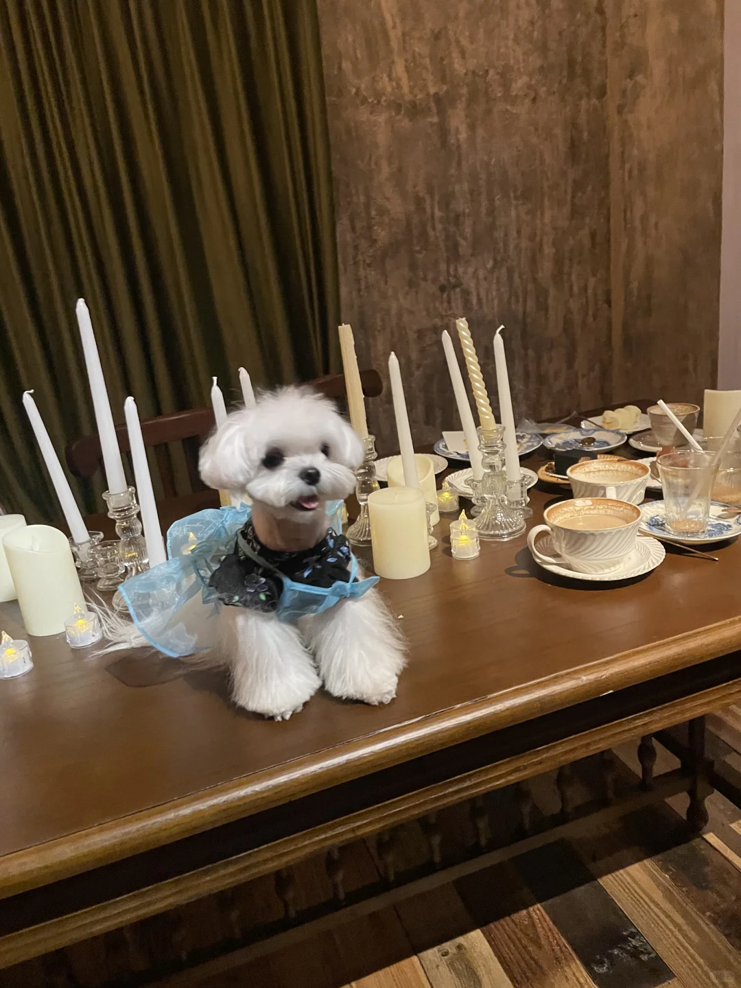 宠物友好新店🐶 火速出圈！出片率超高！