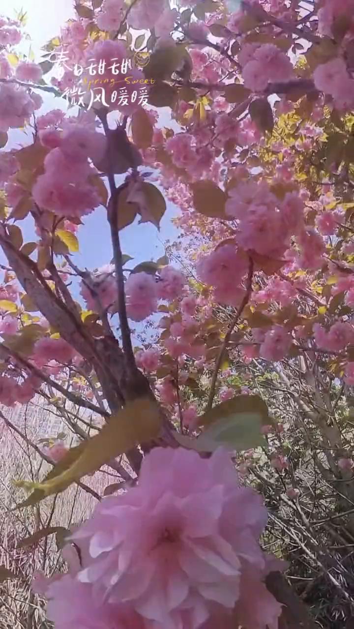 微风暖暖，春甜甜。