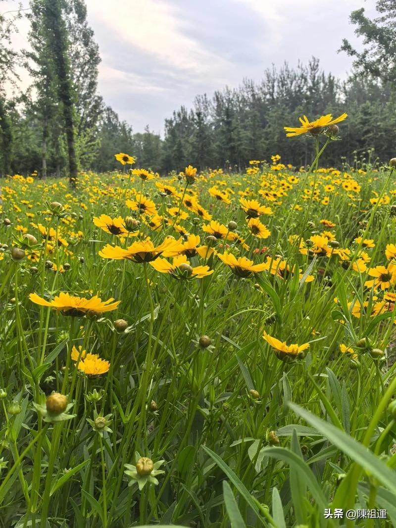 湖边，一群年轻人在划船，他们奋力地划动着船桨，激起层层水花，欢声笑语回荡在湖面上