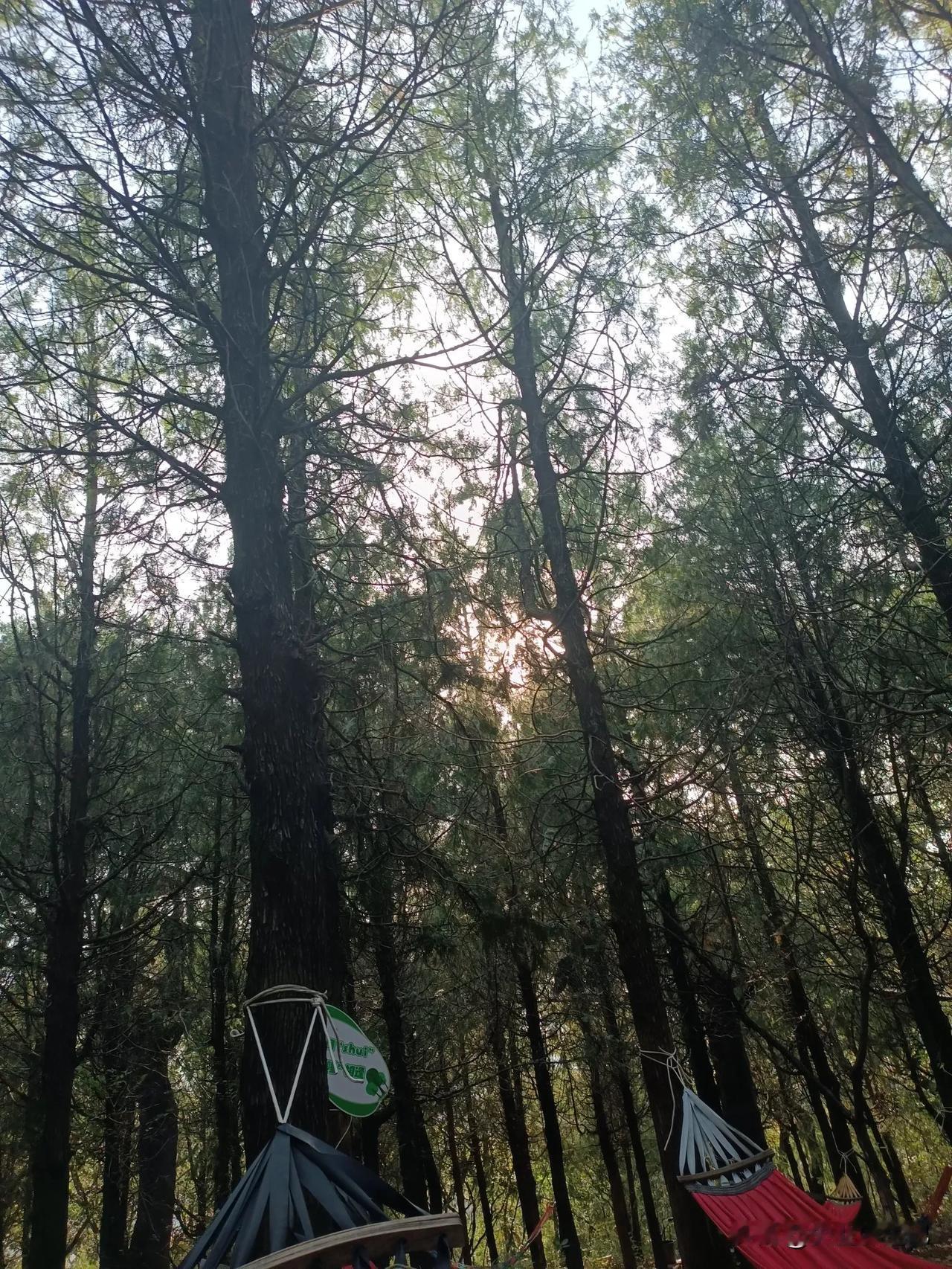 
免费吊床，
枣庄抱犊固半山腰，
十多张吊床在树林中摇摆，
在这天然氧吧中，
走
