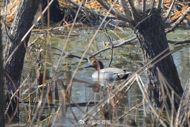 【头戴“脸谱”，身披“迷彩”，绿翅鸭现身巢湖中庙】1月13日，一位摄影爱好者在巢