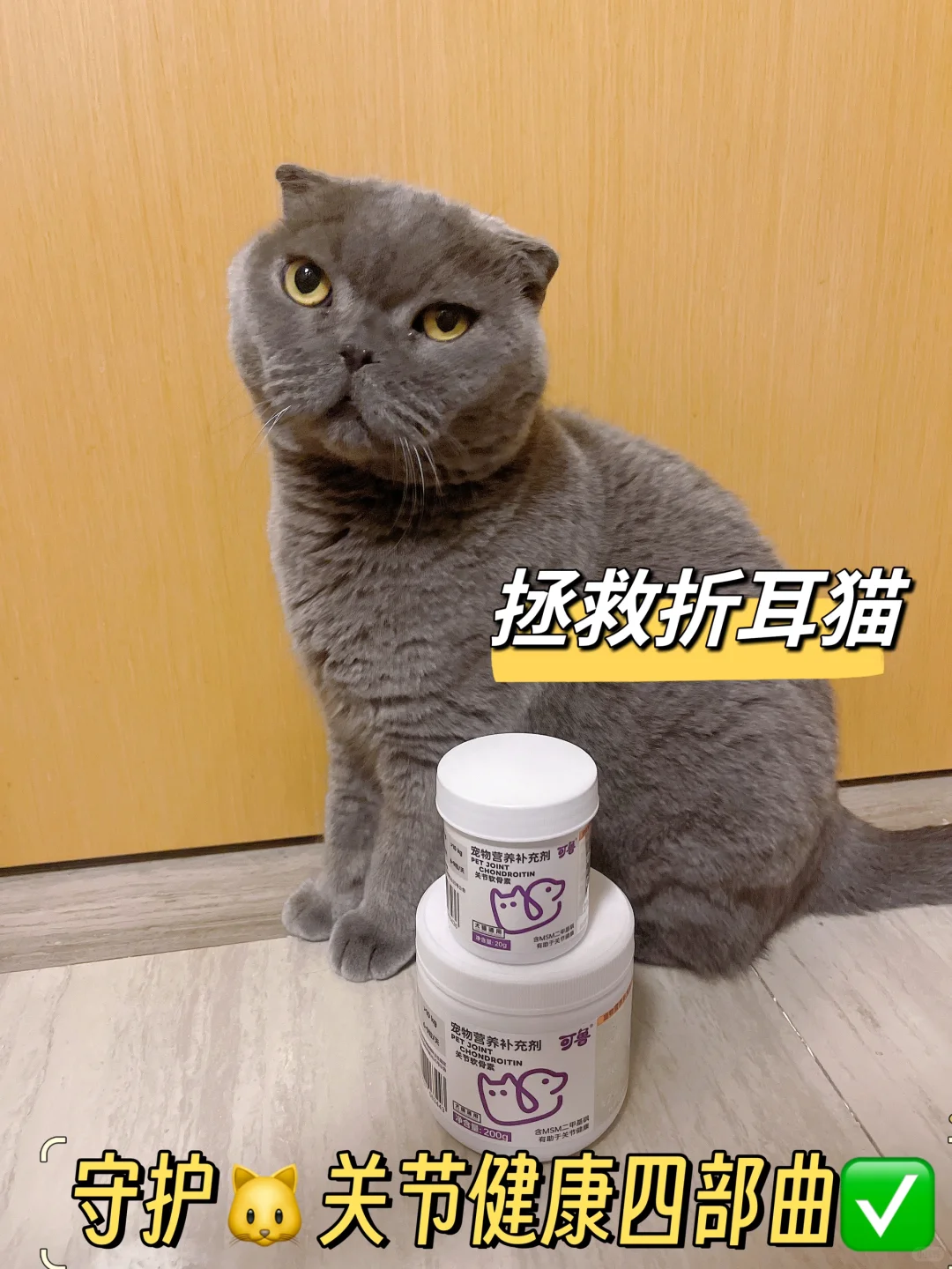 家有折耳猫的一定要看