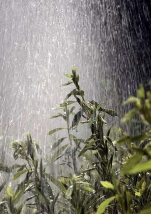 【中吕·山坡羊】夏雨初至
骄阳如炙，蝉鸣声急，闷云压城天光闭。风乍起，帘微移，窗