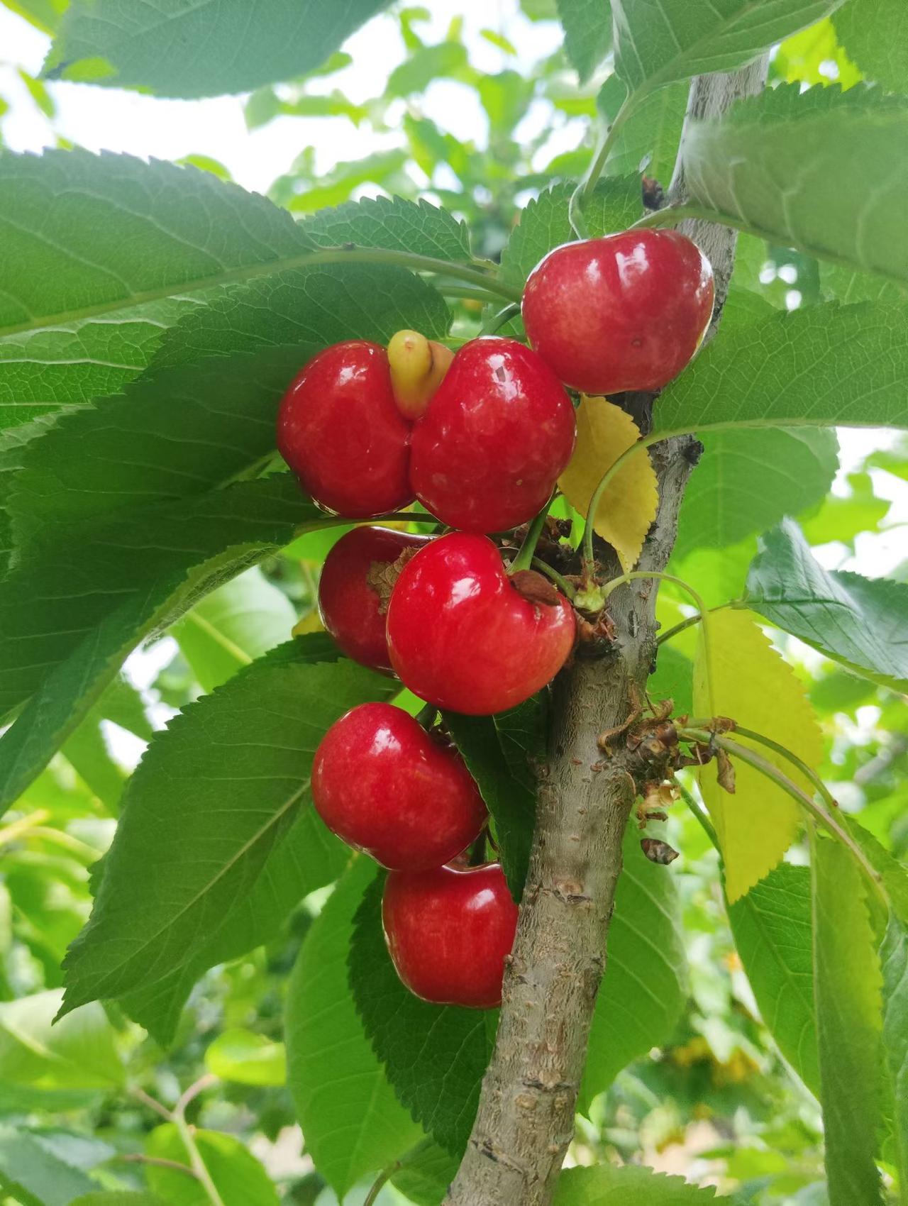 今日美食打卡火樱桃