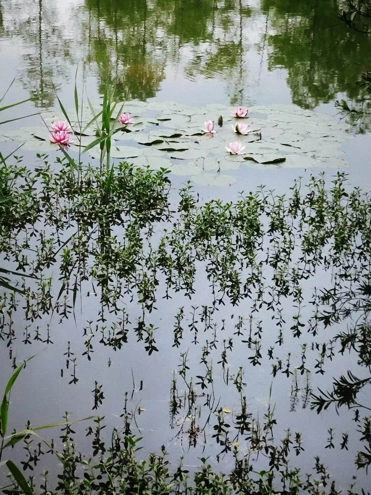 世人都爱牡丹，不知莲乃花中君子，“出淤泥而不染，濯清涟而不妖”，就是形容莲，海天