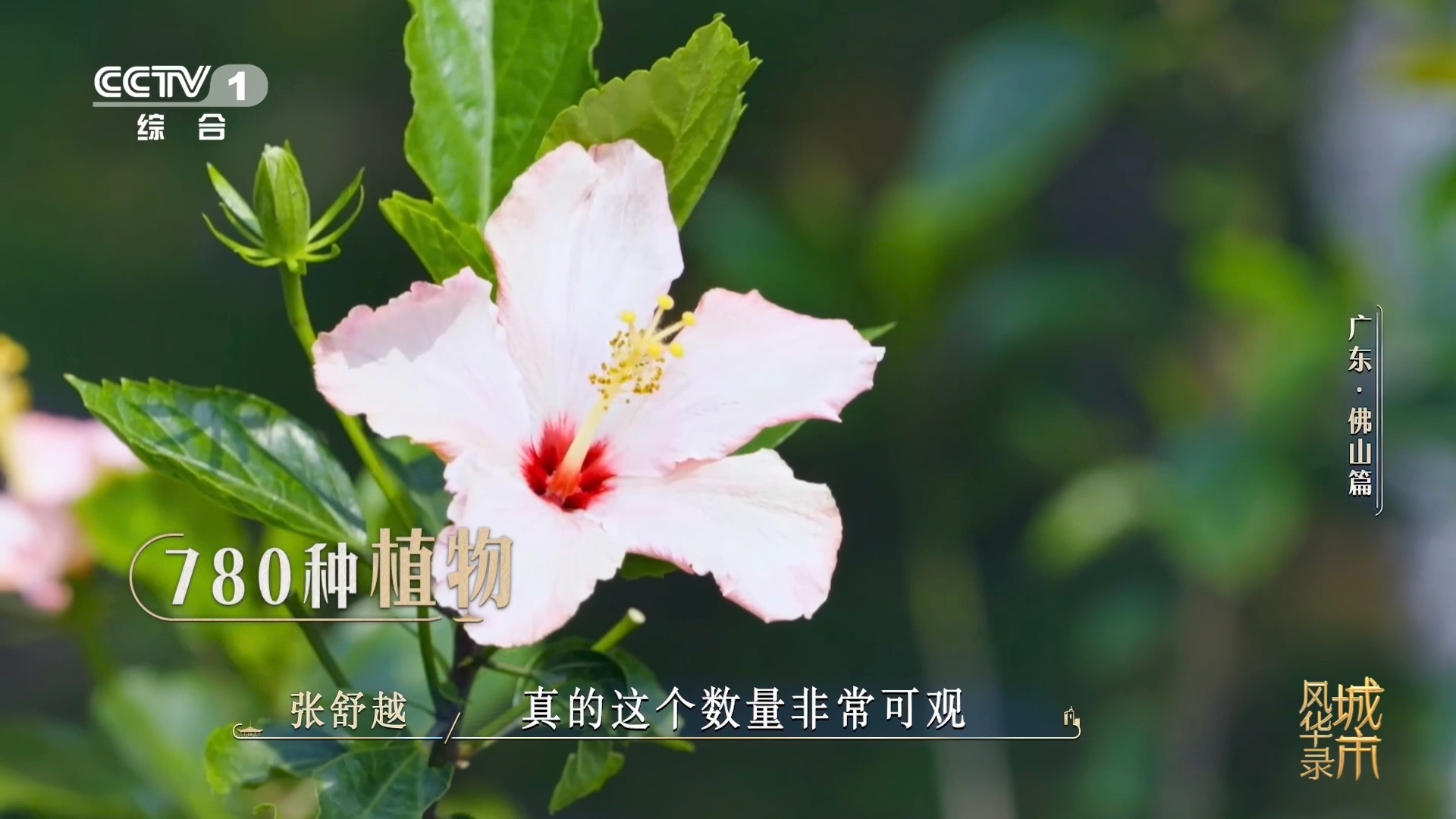 金毛狗是一种植物佛山在荒山种1000多万株树冷知识科普！金毛狗不是小狗，是侏罗纪