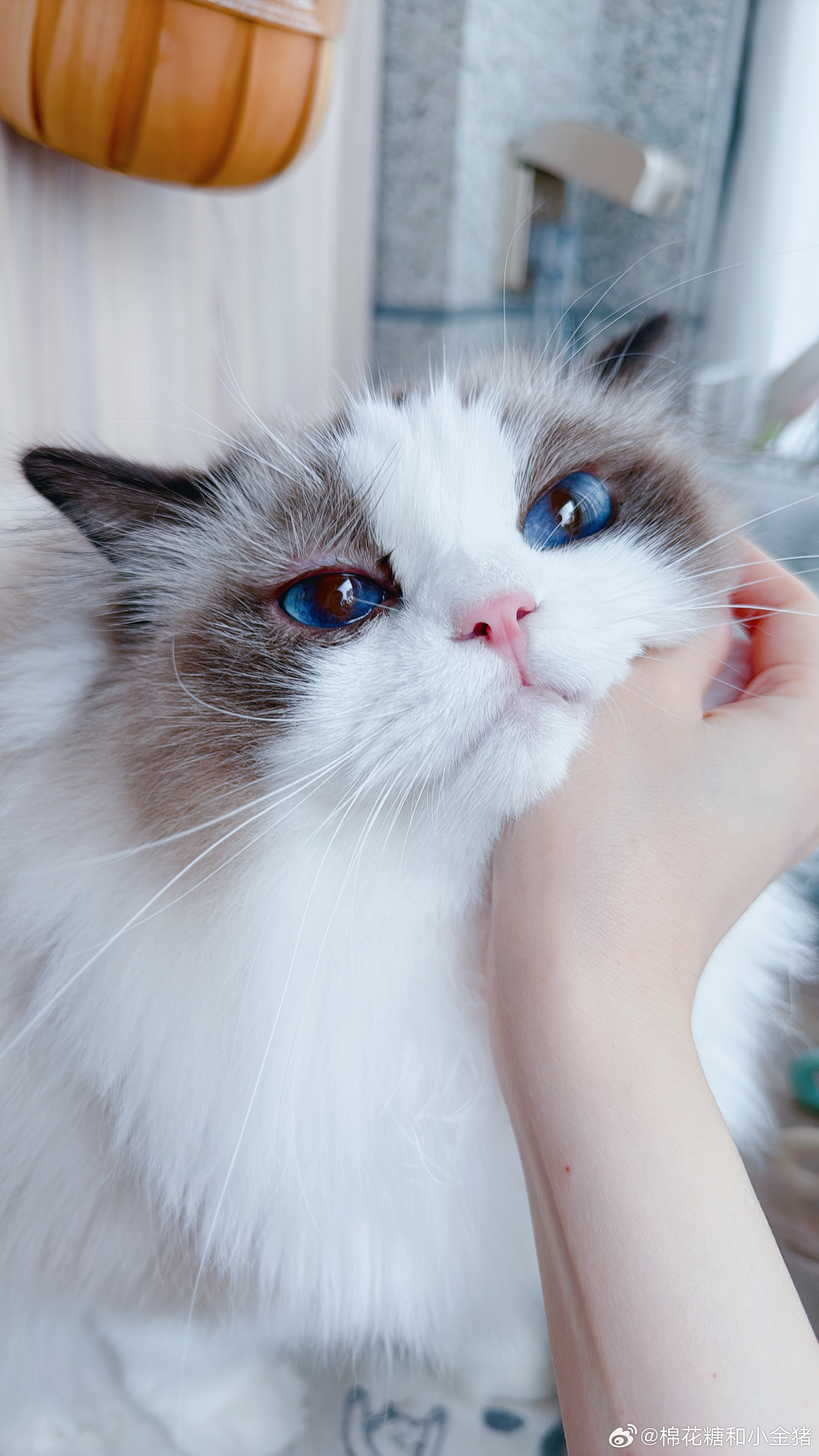 猪哼上眼皮被蚊子叮了。死蚊子叮我就叮我，叮我的孩子算什么回事？他才几斤肉啊！（已