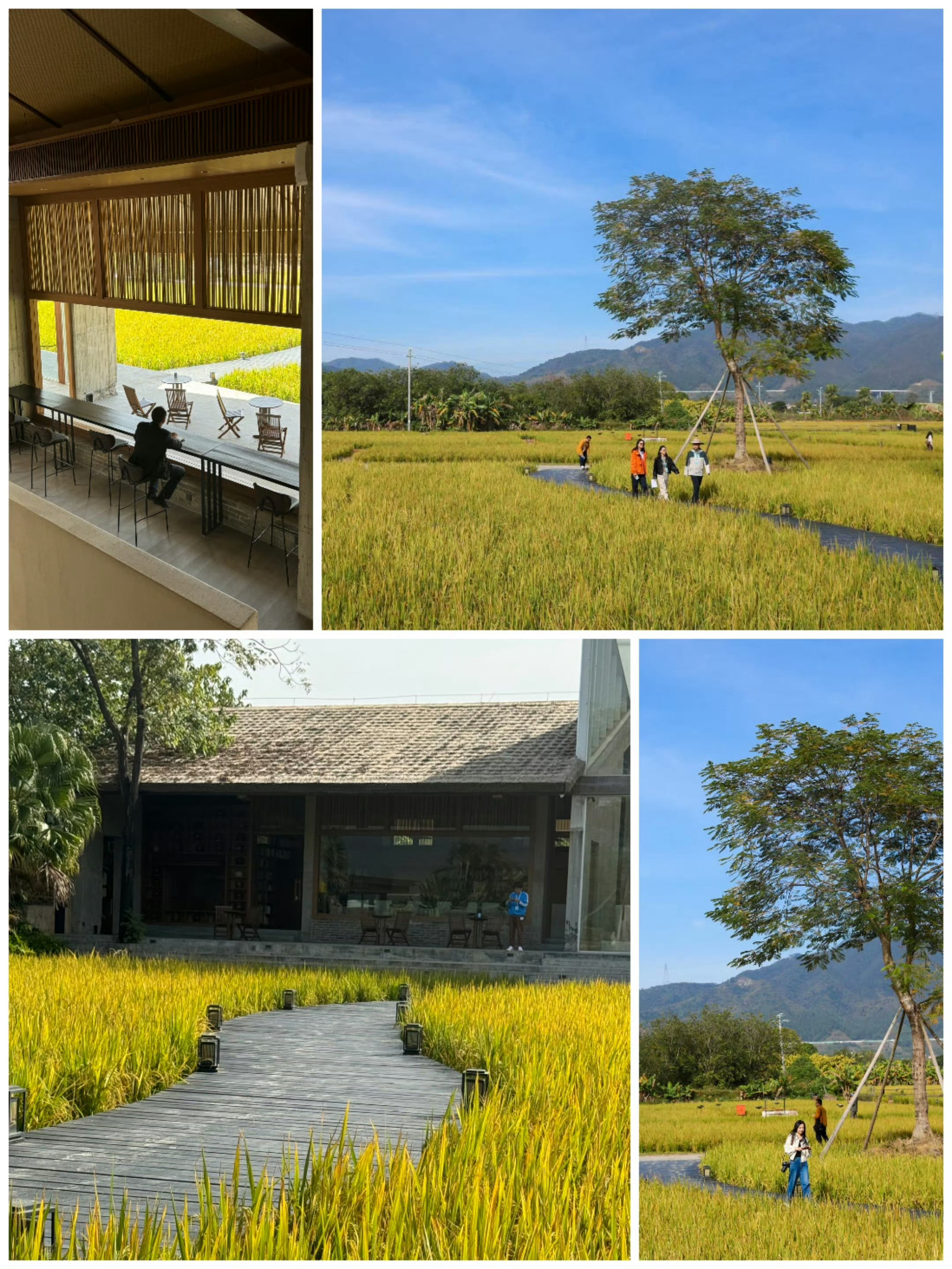 走进广东清远市清新区、清城区，感受“媒体+”与“网络强村”如何在城乡之间同频共振