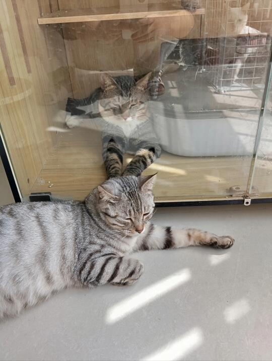 阳光充足，猫子自由的家🐱
