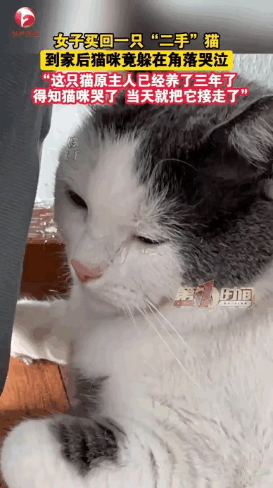 泪目！近日网上有一段感人的视频。一只花猫被主人卖了，在去新主人的路上没有哭，也没