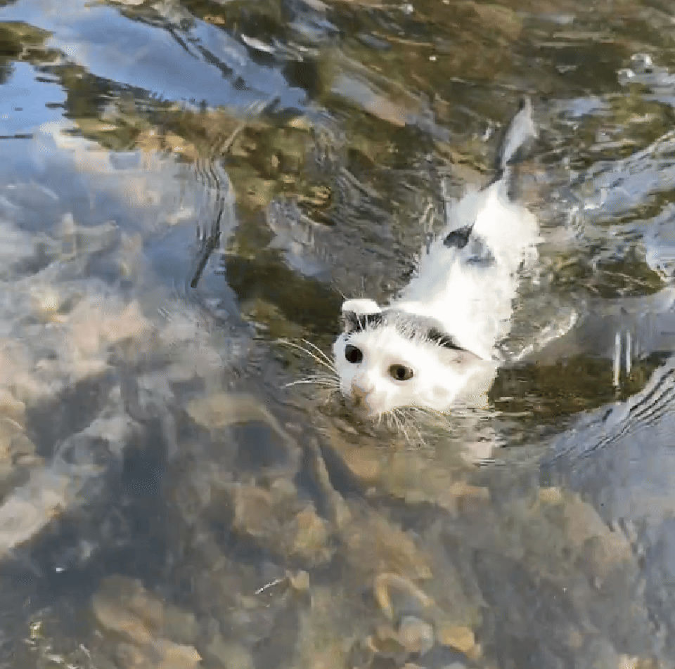勇敢小咪，不怕水 游泳游泳🏊🏻‍♂️#海底宠物乐园[超话]# ​​​