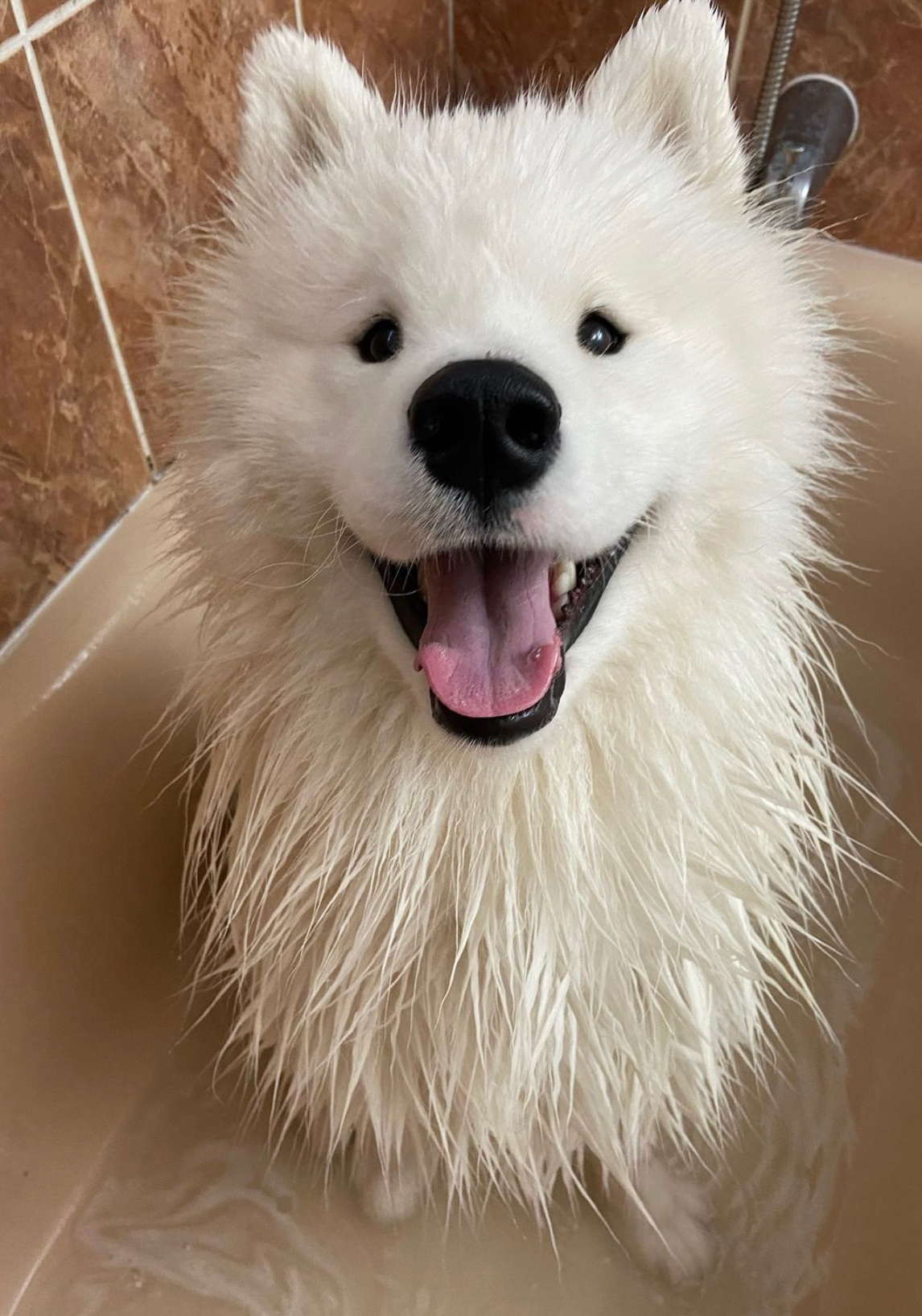 小狗洗完澡变成了芒果核 