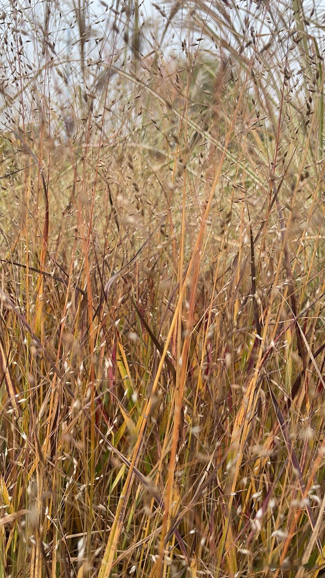 网络上的信息快，也乱，啥都有……
看着看着，就有快乐和仇恨！
好像美国那个总统，
