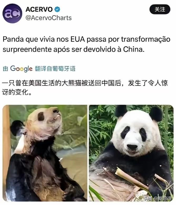 看到太闹心了！
幸亏及时回国，否则国宝性命危急！