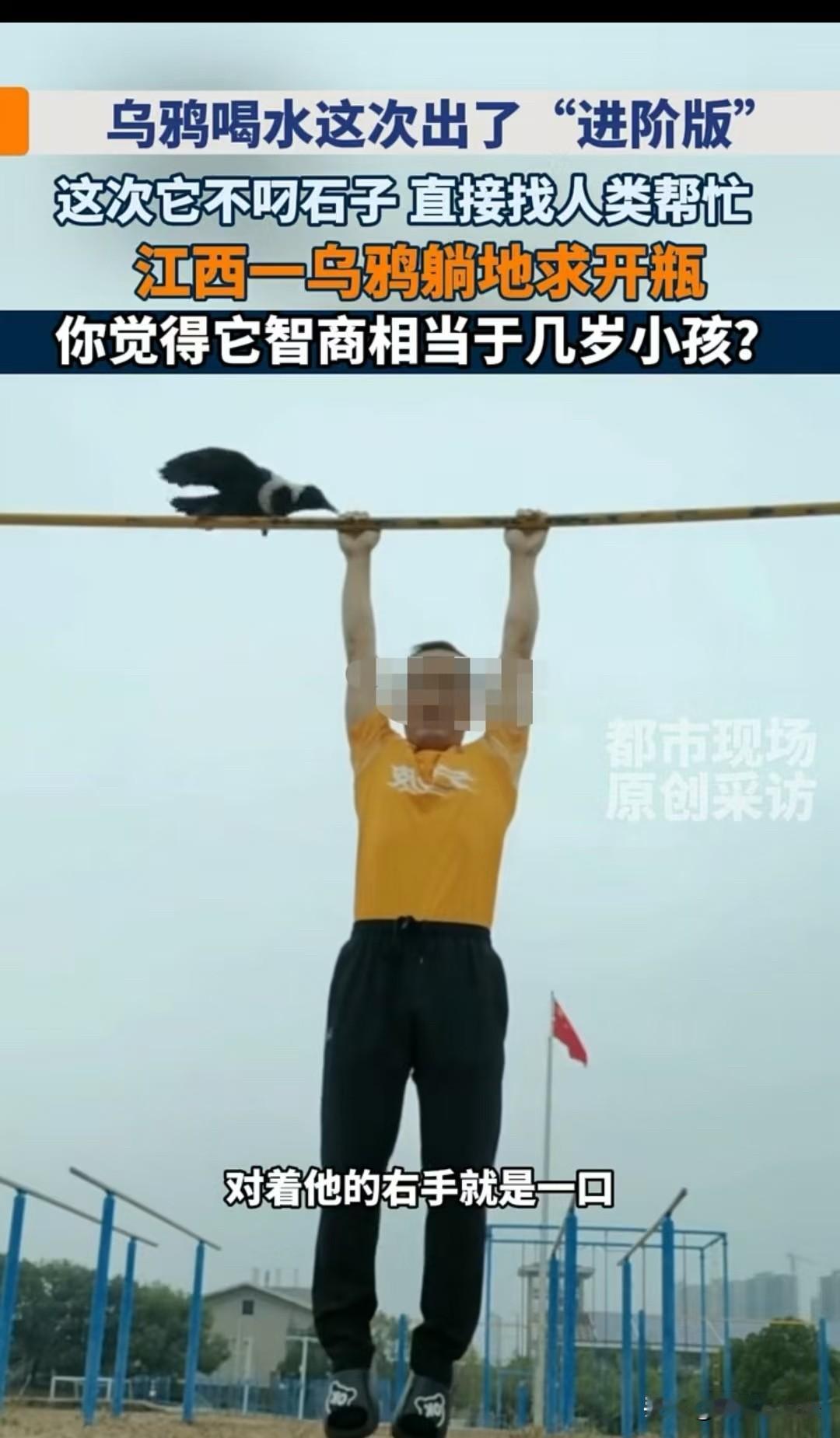 乌鸦喝水又出进阶版了！江西，汤先生正在晨练，一只白颈乌鸦就飞了过来，对着他的右手