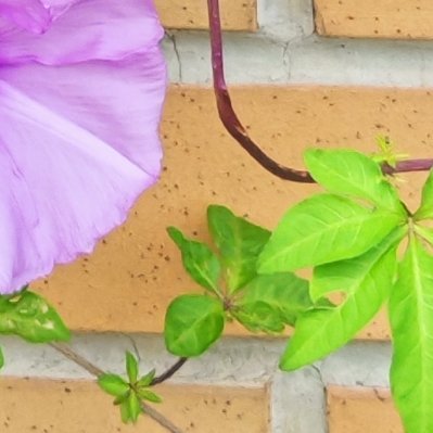 每日一善 🌞阳光信用[微风]藤蔓向阳，牵牛花悄然绽放，于寻常角落蕴藏温柔力量，
