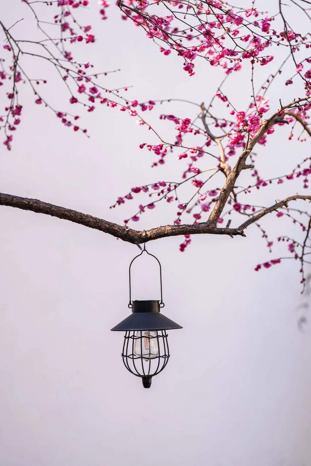 王安宇老家‼️这座小城才是春节热门天花板