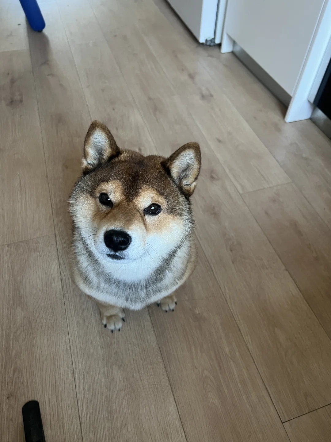 小狗：没有吗？那你发誓